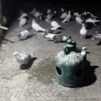 کفترا.خوبن.خدایش