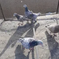 کبوتر فروشی