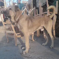 سگ نگهبان|سگ|پردیس, سیاه سنگ|دیوار