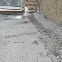 دوعدد گفتر اچان
