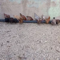 ۲۰ عدد بوقلمون ۲۰ عدد مرغ|حیوانات مزرعه|بروجرد, |دیوار