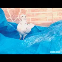 کفتر فروشی|حیوانات|کرمان, |دیوار