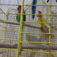 معاوضه طوطی برزیلی  با کبوتر خوب|پرنده|آبدانان, |دیوار