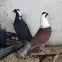 کبوتر، مرغ و خروس|حیوانات مزرعه|طبس, |دیوار