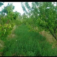 باغ‌دارای‌برق‌شهری