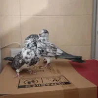 ۱۷تا کبوتر پرشی یجا|پرنده|بومهن, |دیوار