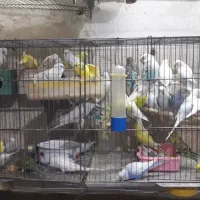 مرغ عشق|پرنده|کرج, چهارصد دستگاه|دیوار