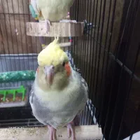 عروس هلندی|پرنده|شهر ری, دولت‌آباد|دیوار