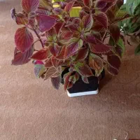 گلهای حسن یوسف|گل و گیاه طبیعی|ایوان, |دیوار