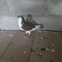 کبوتر|پرنده|جم, |دیوار