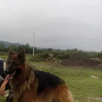 سگ ژرمن موبلند