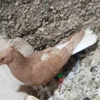 کفتر|پرنده|ملک‌آباد, |دیوار