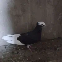 شازده سیاه کاکل دار نر