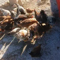 مرغ|حیوانات مزرعه|پلدختر, |دیوار