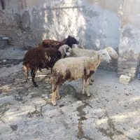 میش و بره افشاری غزل