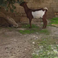 بز جوان|حیوانات مزرعه|گنبد کاووس, |دیوار
