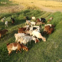 بزنجدی دوقلو زا ابستن|حیوانات مزرعه|دوگنبدان, |دیوار