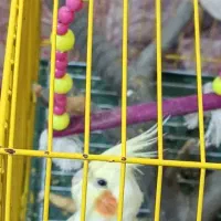 یک جفت عروس هلندی