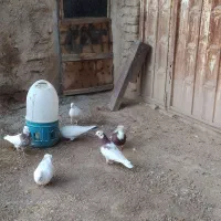 کفتر طوقی تهرانی|پرنده|اسدآباد, |دیوار