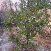 370-متر-چهاردیواری-کنتور-برق-دارد-هادی-19