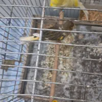 قناری.فر.|پرنده|تربتحیدریه, قائم|دیوار