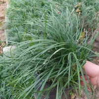 گل و گیاه چمن یال اسبی