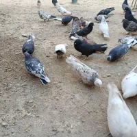 کبوتر پرشی|پرنده|اصفهان, سپاهان‌شهر|دیوار