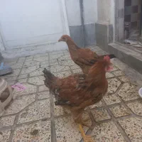 یک عدد مرغ و یک عدد خروس