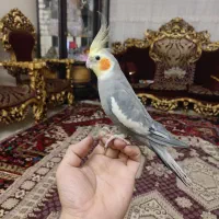 عروس هلندی|پرنده|سهند, |دیوار