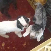 کهره شیری|حیوانات مزرعه|مرودشت, دولت آباد|دیوار