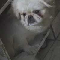 سگ پیکینیز ماده عقیم شده یک ساله|سگ|قائمشهر, |دیوار