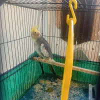 عروس هلندی ماده|پرنده|قرق, |دیوار