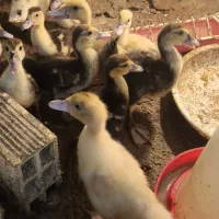 اردک اسرائیلی جوجه