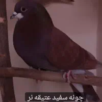 تهرونی اصیل|پرنده|فولادشهر, مسکن مهر فولادشهر|دیوار