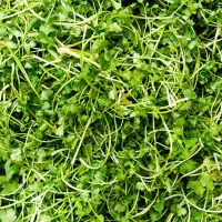 سبزی مارکت(عمده فروشی)|خوردنی و آشامیدنی|شیراز, میانرود|دیوار