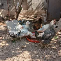مرغ گلین