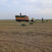 خوراک دام ارسال یونجه|حیوانات مزرعه|کرج, کوی بعثت|دیوار