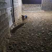 سگ نر|سگ|زالیان, |دیوار