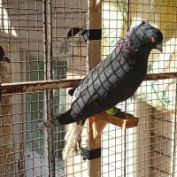 زاغ دم سفید زرد دم سفید یهودی|پرنده|مشهد, رده|دیوار