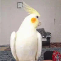 عروس ماده ۱۳ ماهه