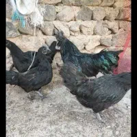 تخم نطفه دار مرندی محلی