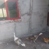 بوقلمون ماده