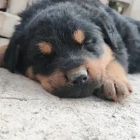 توله رودوایلر سه ماه