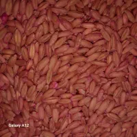 گندم بذری