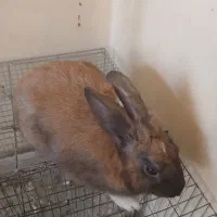 دو عدد خرگوش|موش و خرگوش|ایذه, |دیوار