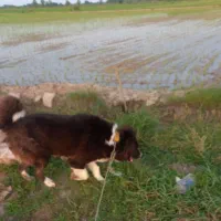 واگذاری قدرجونی|سگ|آستانه اشرفیه, |دیوار