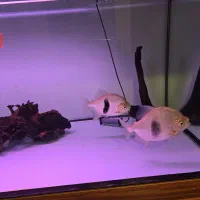 بلو امپرورو هوک اورسایز