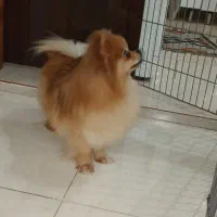 سگ پامرانین ماده  وزن ۱کیلو و ۴۰۰ گرم|سگ|فردیس, شهرک شهید حسینی|دیوار