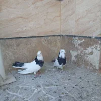 سه عدد طوقی کرمانشاهی عالی بی نظیر