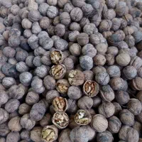 گردوی مغز سفید